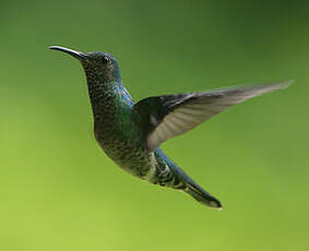 Colibri jacobin