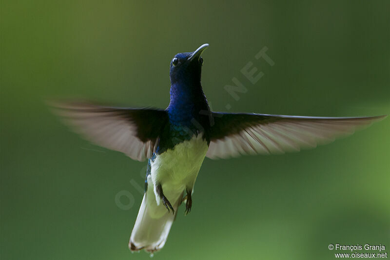 White-necked Jacobin male adult