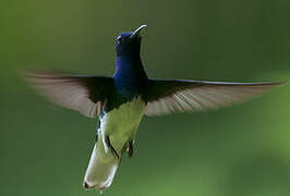 White-necked Jacobin