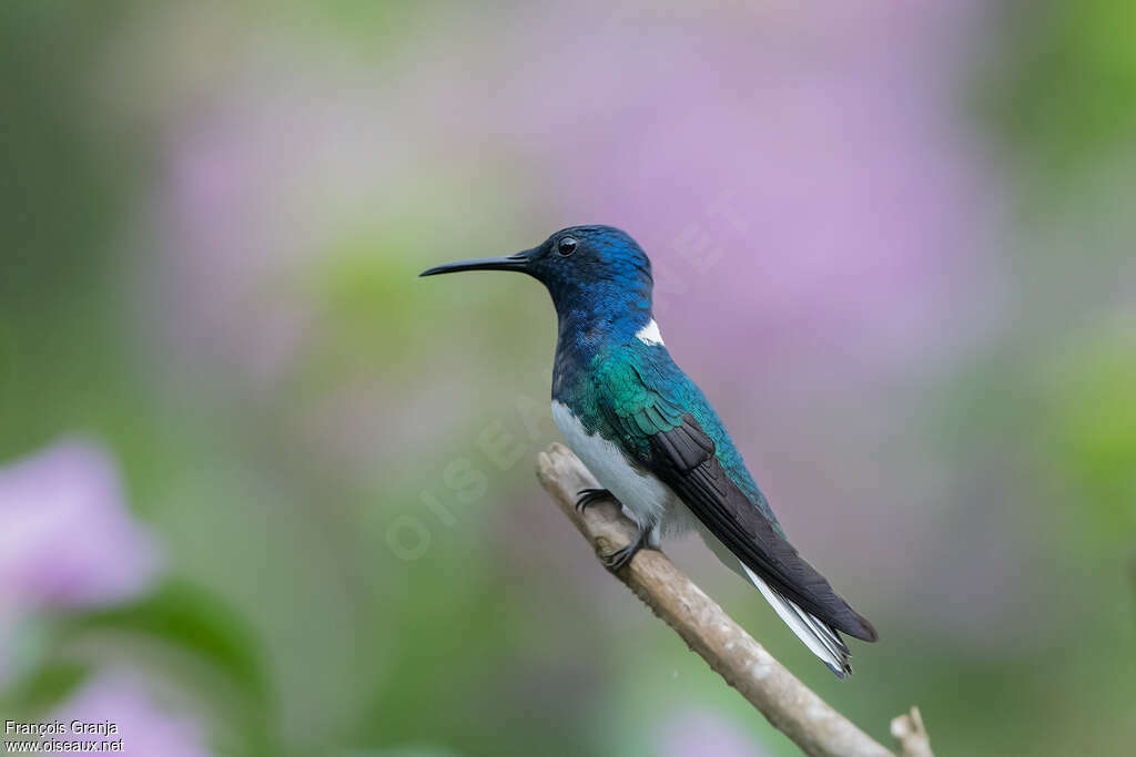 Colibri jacobin mâle adulte nuptial, identification