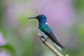 White-necked Jacobin