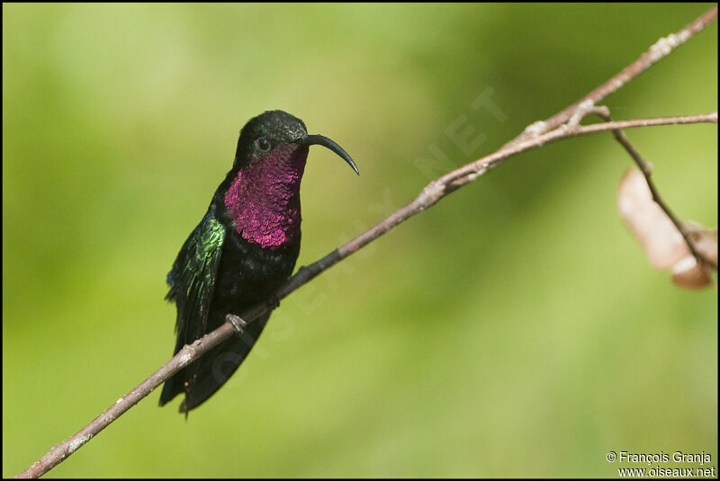 Purple-throated Caribadult