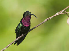 Purple-throated Carib