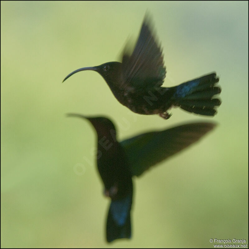 Colibri madèreadulte