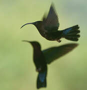 Purple-throated Carib