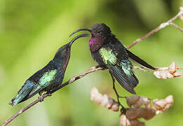 Purple-throated Carib