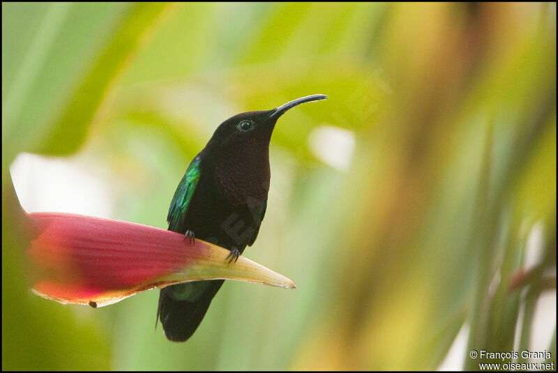 Colibri madèreadulte