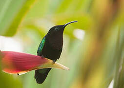 Purple-throated Carib