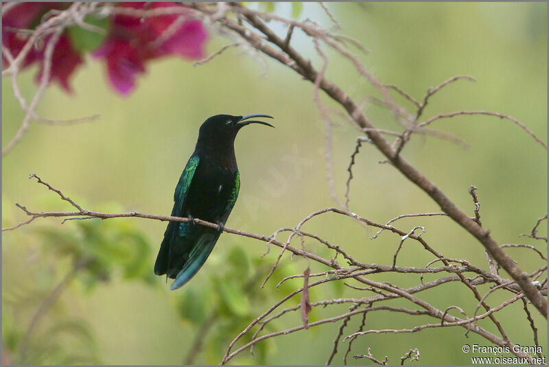 Colibri madèreadulte