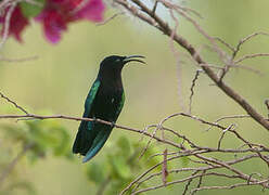 Purple-throated Carib