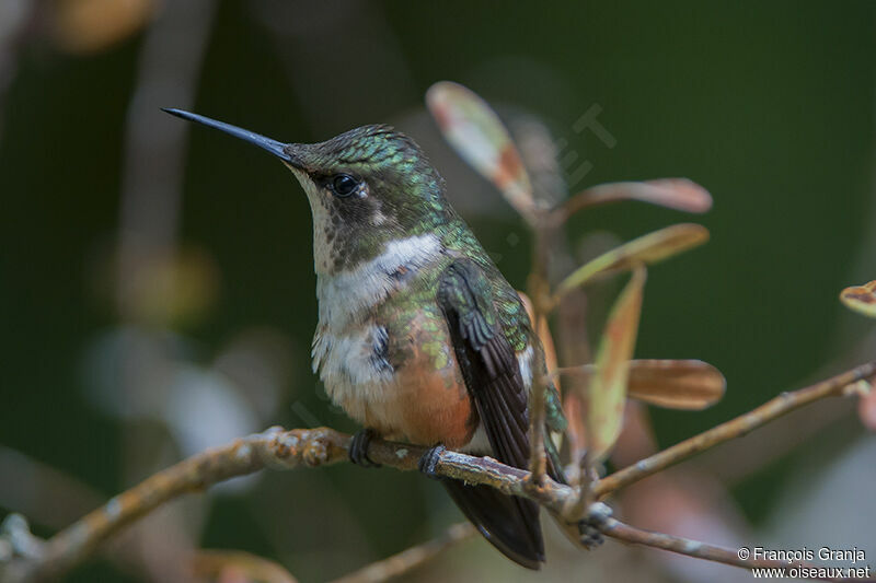 Colibri magenta femelle adulte