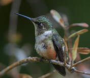 Colibri magenta