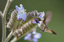 Magenta-throated Woodstar