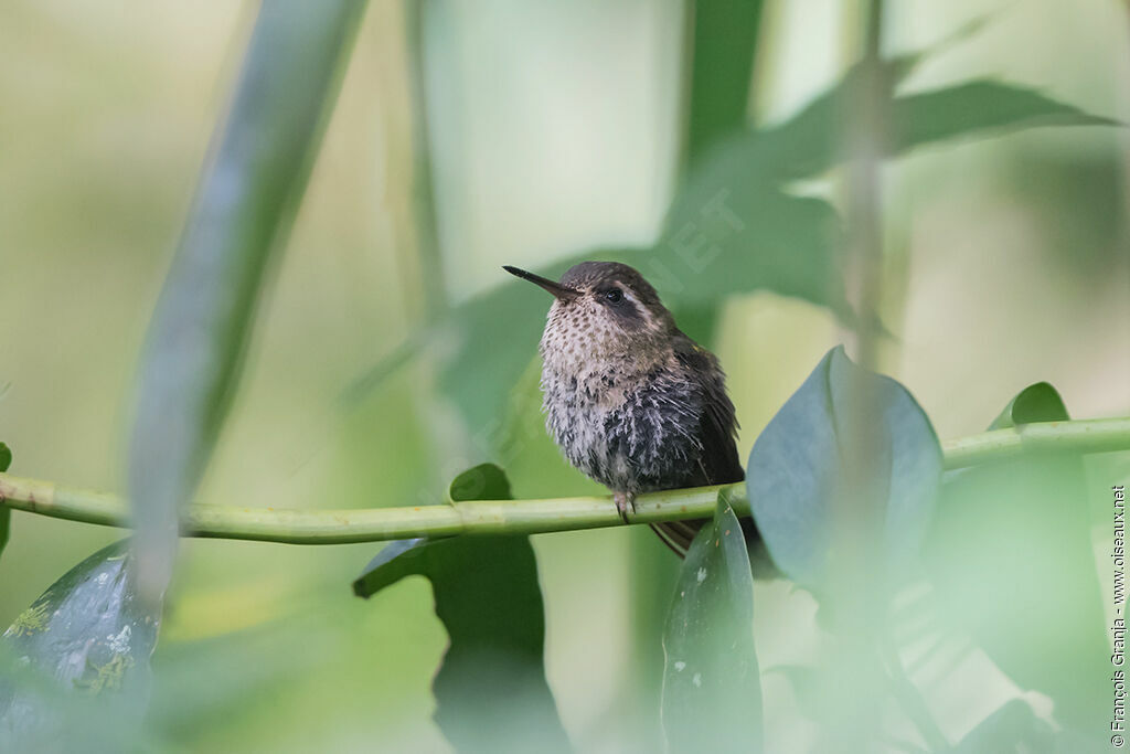 Colibri moucheté