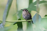 Colibri moucheté