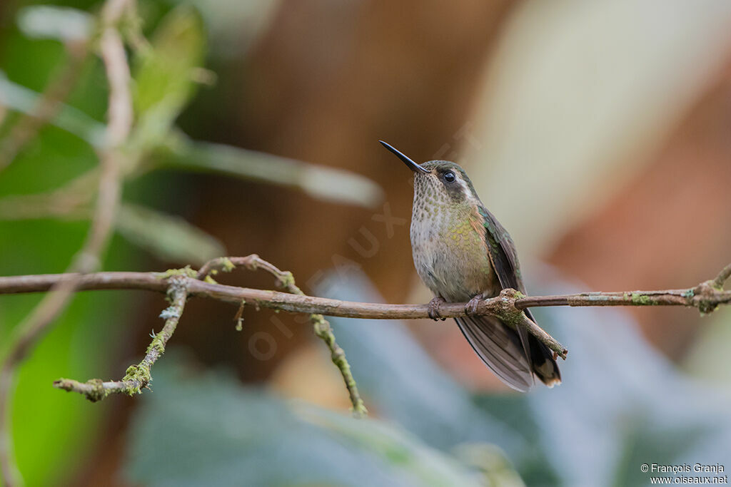 Speckled Hummingbird