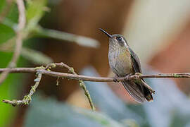 Colibri moucheté