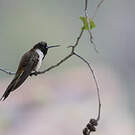 Colibri noble