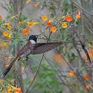 Colibri noble