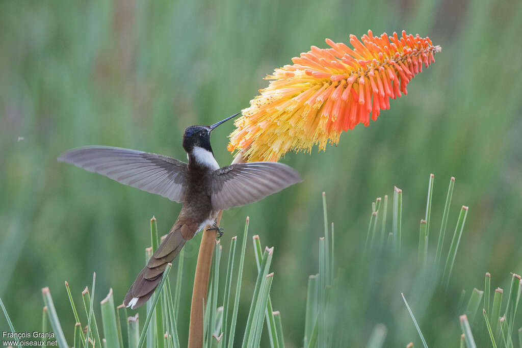 Colibri nobleadulte, mange