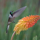 Colibri noble