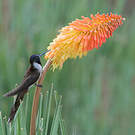 Colibri noble