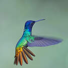Colibri oenone