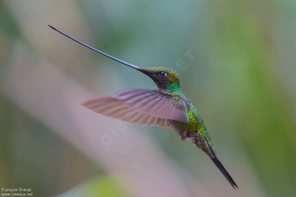 Sword-billed Hummingbird male adult, pigmentation, Flight