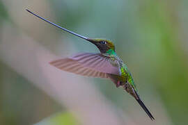 Colibri porte-épée