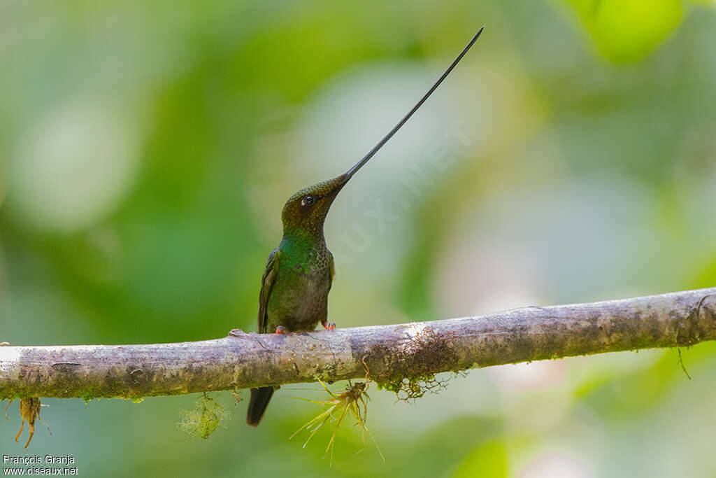 Sword-billed Hummingbirdadult, identification