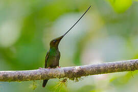 Sword-billed Hummingbird