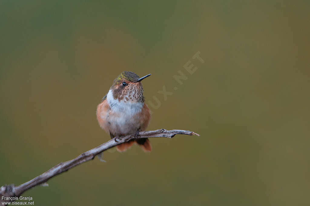 Colibri scintillant femelle adulte, portrait