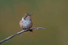 Colibri scintillant