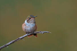 Colibri scintillant