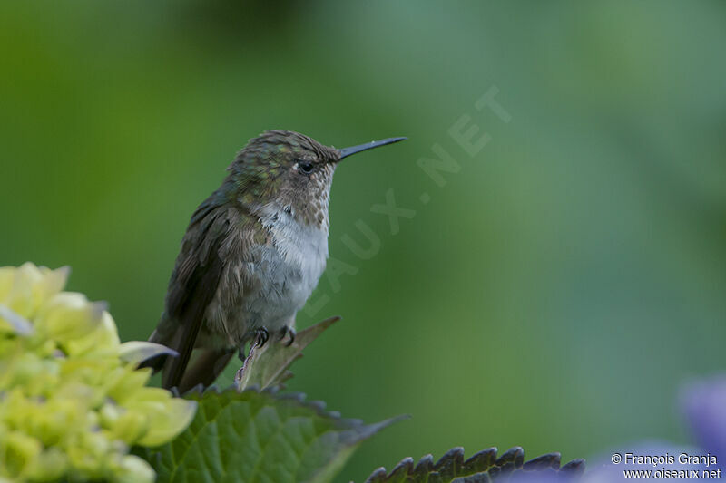 Scintillant Hummingbird female adult