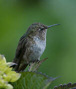 Scintillant Hummingbird