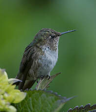 Colibri scintillant