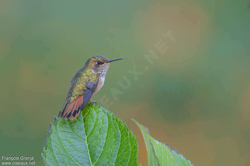 Colibri scintillant femelle adulte, pigmentation