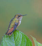 Colibri scintillant