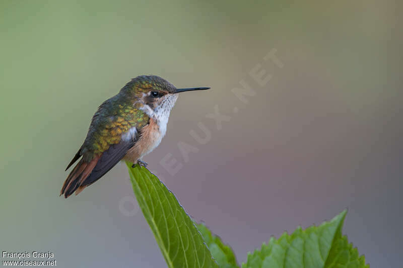 Colibri scintillant femelle adulte, identification