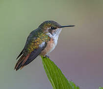 Scintillant Hummingbird