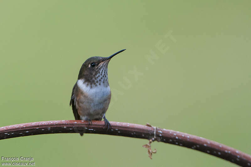 Colibri scintillant femelle adulte, portrait