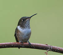 Scintillant Hummingbird