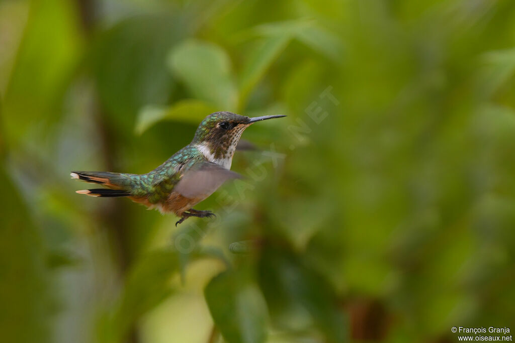 Scintillant Hummingbird