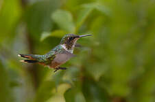 Colibri scintillant