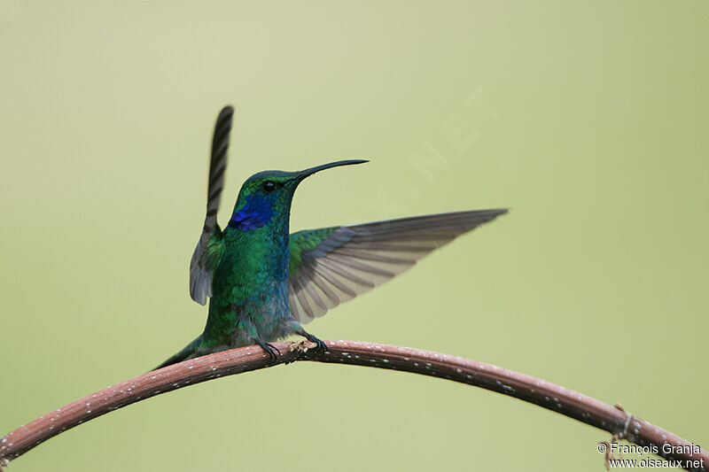 Mexican Violetear male adult