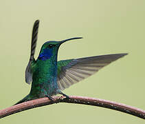 Mexican Violetear