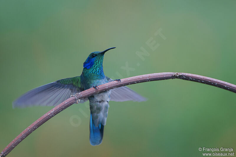 Mexican Violetearadult