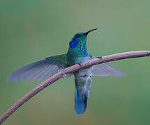 Mexican Violetear