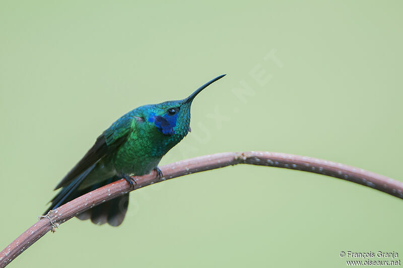 Colibri thalassinadulte